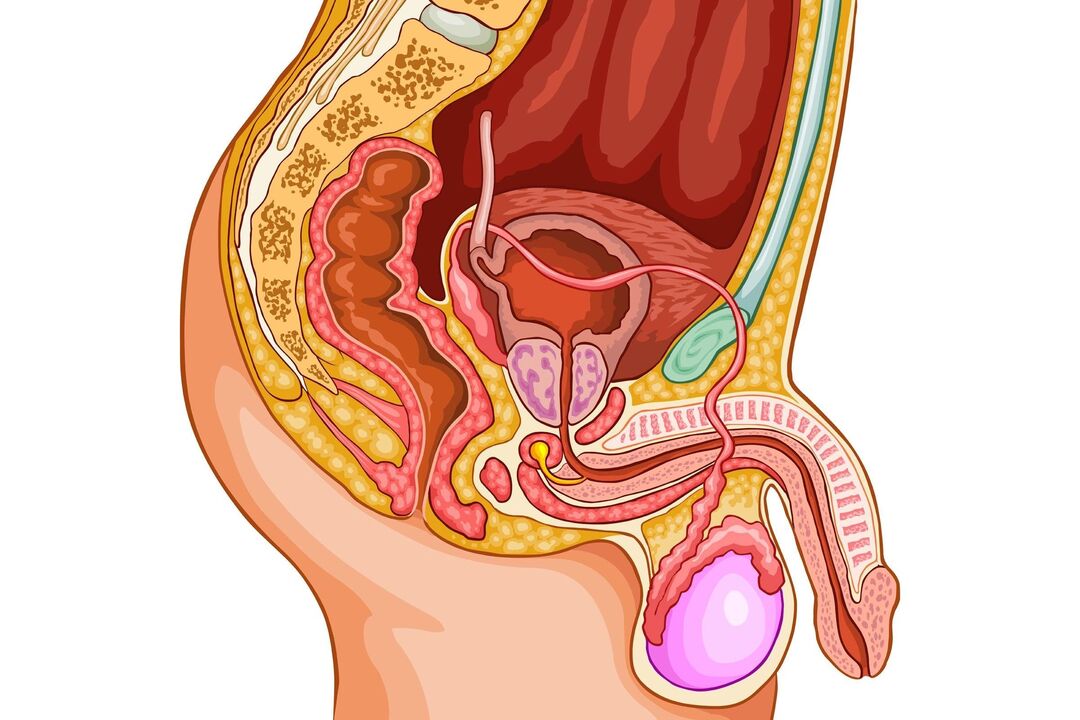 sistema urogenital masculino